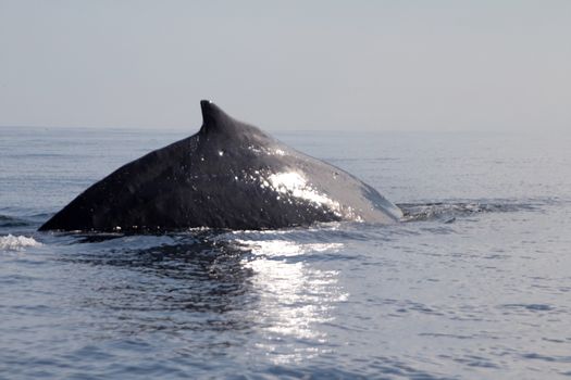 humpback whale (lat. Megaptera novaeangliae) Commander Islands. Russia