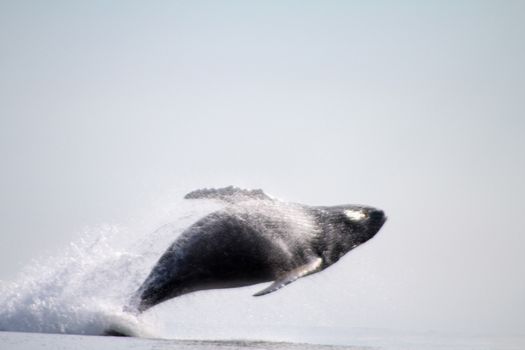 humpback whale (lat. Megaptera novaeangliae) Commander Islands. Russia