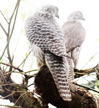 Pare of white morph of the Siberian gyrfalcon (Falco rusticolus intermedius). ����������������.