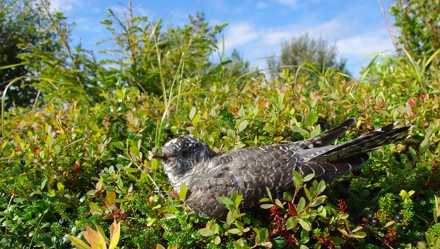 cuckoo in the environment of a habitat close up