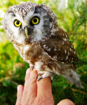 Owl (Aegolius funereus) on a hand close up