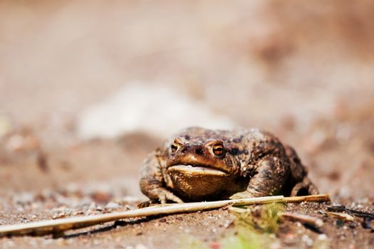 Rural frog sitting on the ground