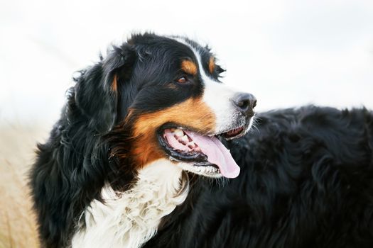 Bernese Mountain Dog portrait. Adult, purebred. Half body, head portrait