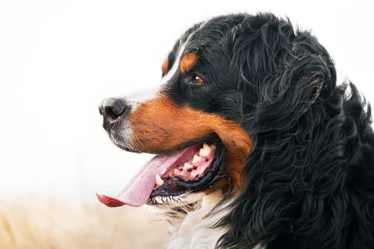 Bernese Mountain Dog portrait. Adult, purebred. Head portrait