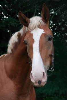 portrait of young horse on green background