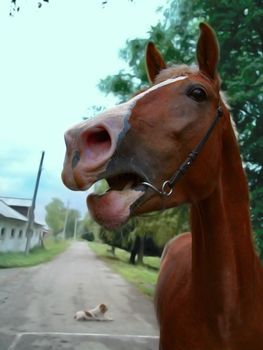 young horse with open mouth . It with a very funny expression on his face 