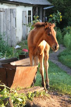 Horse Foal eating at house