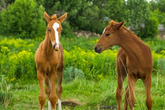 horse Foal standing in field on a summer pasture 