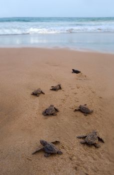 Baby turtles making it's way to the ocean