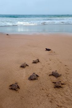 Newly hatched baby Loggerhead  turtle toward the ocean 