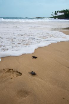 Baby turtles making it's way to the ocean