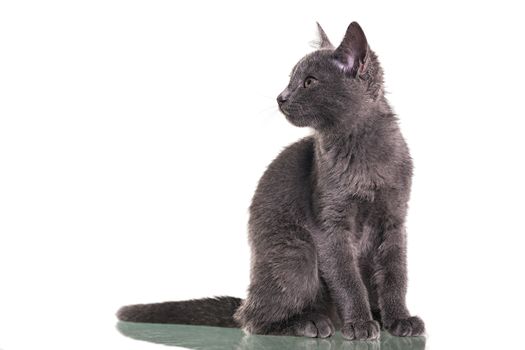 Chatreaux kitten Sitting portrait. Studio shot. Isolated on white background.