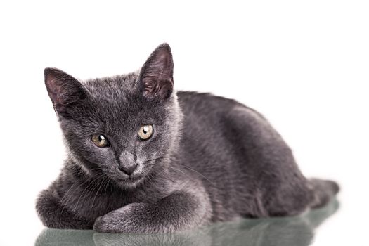 Chatreaux kitten portrait. Studio shot. Isolated on white background.