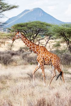 Reticulated Giraffe walking in the Savannah. Samburu, Kenya. Scientific name: Giraffa camelopardalis reticulata