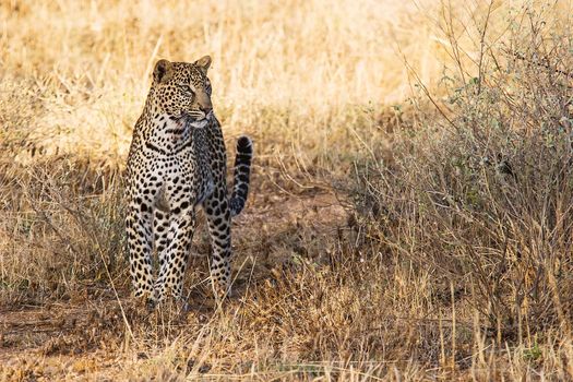 Beautiful leopard in the african savannah. Scientific name:  Panthera pardus