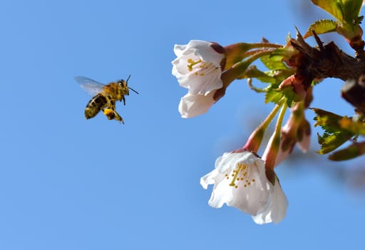 A bee on a flower in flight