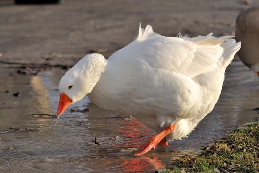 White goose searching for food