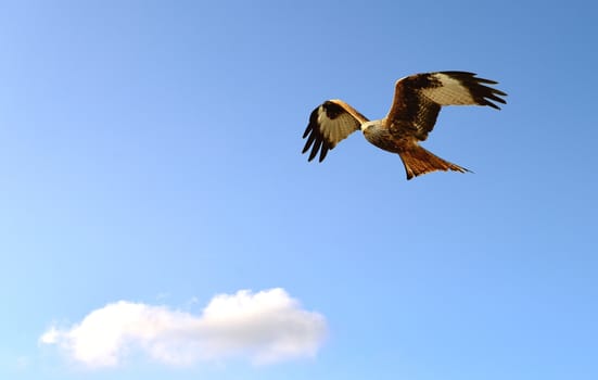 A Red Kite in flight on the blue sky.