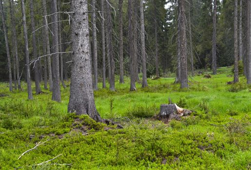 background forest clearing with spruce trees