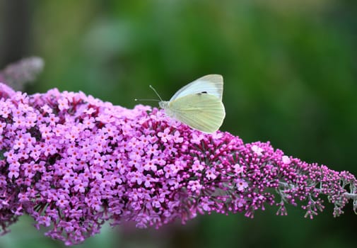 A Cabbage butterfly on Lilac