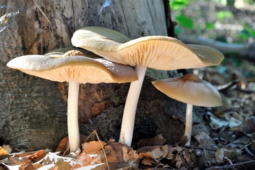 aniseed toadstool on tree stump