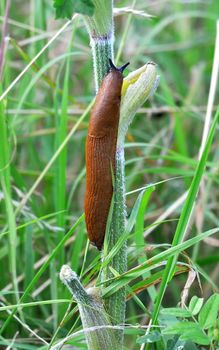 Nudibranch on a plant