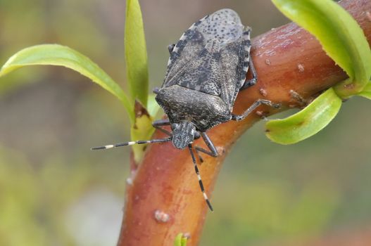 Grey Garden bug on a tree branch