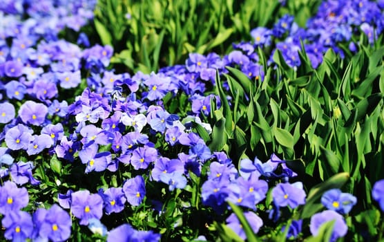 Blue Violets in the countryside