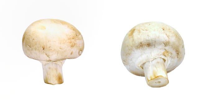 Isolated raw mushroom over white background