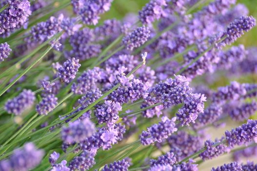 lavender