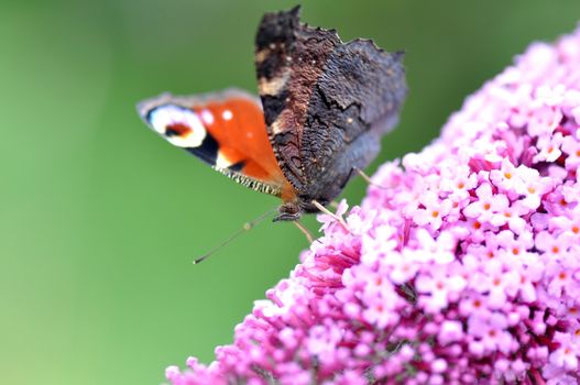 A peacock butterfly on Lilac flower.