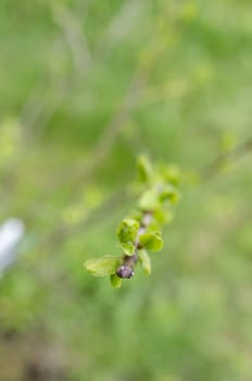 Spring branch of young plum tree with leaf buds. Shallow dof.