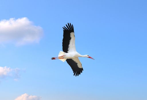 Stork in flight on a blue sky