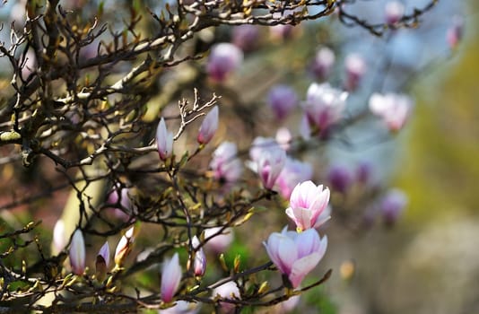 The first spring flowers