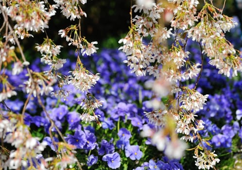 Flowers and blossoms in spring