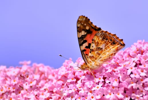A Painted Lady on Lilac flower.