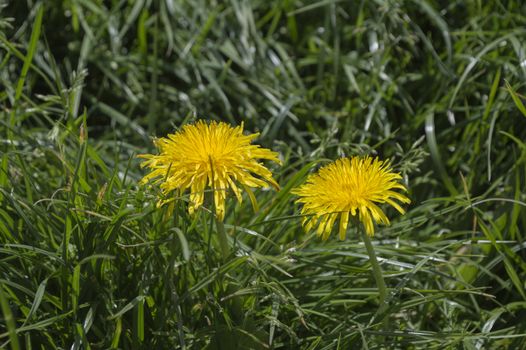 dandelion Taraxacum officinalis  in green grass