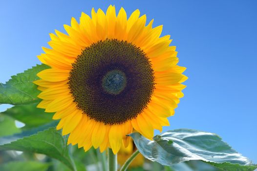 Sunflower in front of a blue sky.