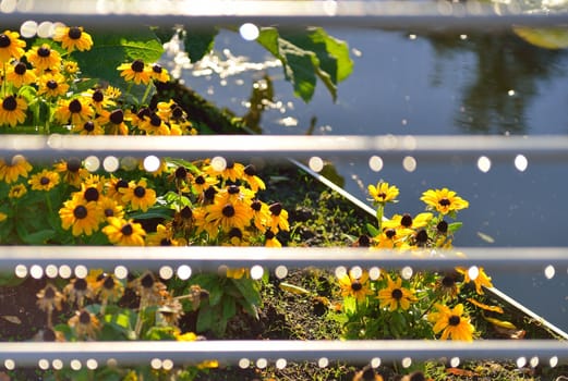 Raindrops on railing