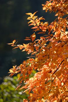 Autumn leaves of a bush