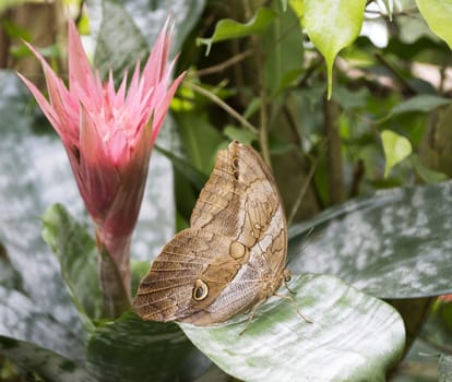 morpho butterfly and pink tropical flower