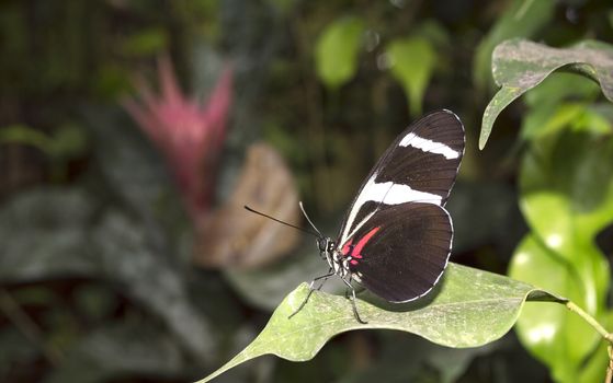 Doris Longwing butterfly Heliconius doris on green leaves