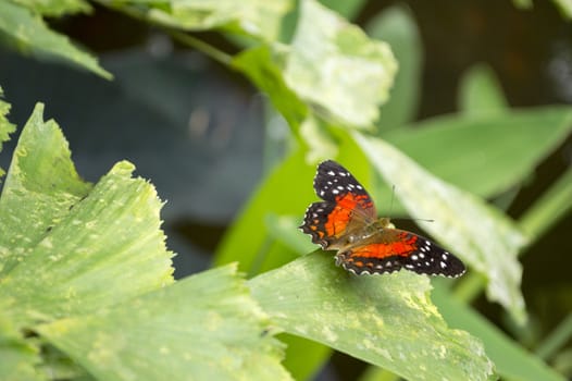 Scarlet Peacock or Anartia amathea butterfly in dutch butterfly garden