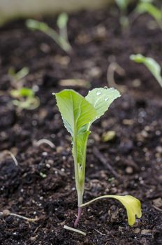 Closeup of kohlrabi seedling.