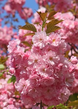 branches of blossoming cherry tree