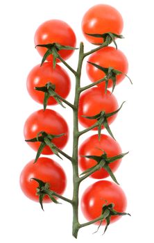 Branch of cherry tomatoes isolated on white background 