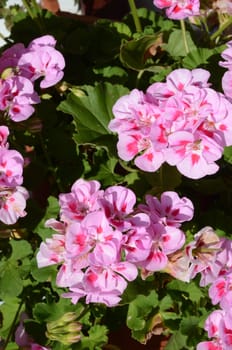 geranium