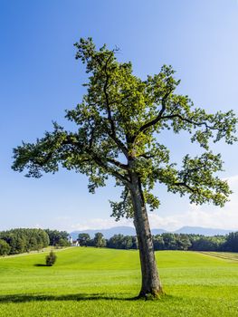 Tree on green meadow in a typical landscape of Bavarian alps