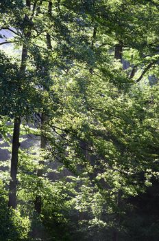 sunrise in the forest