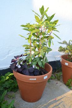 bay leaf